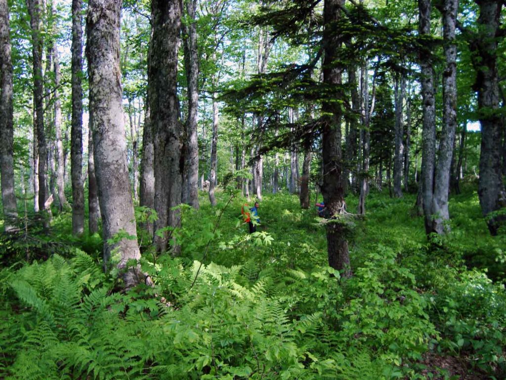папоротниковый лес