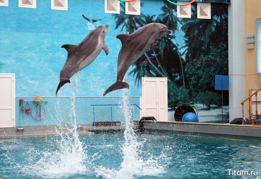 Кисловодский дельфинарий