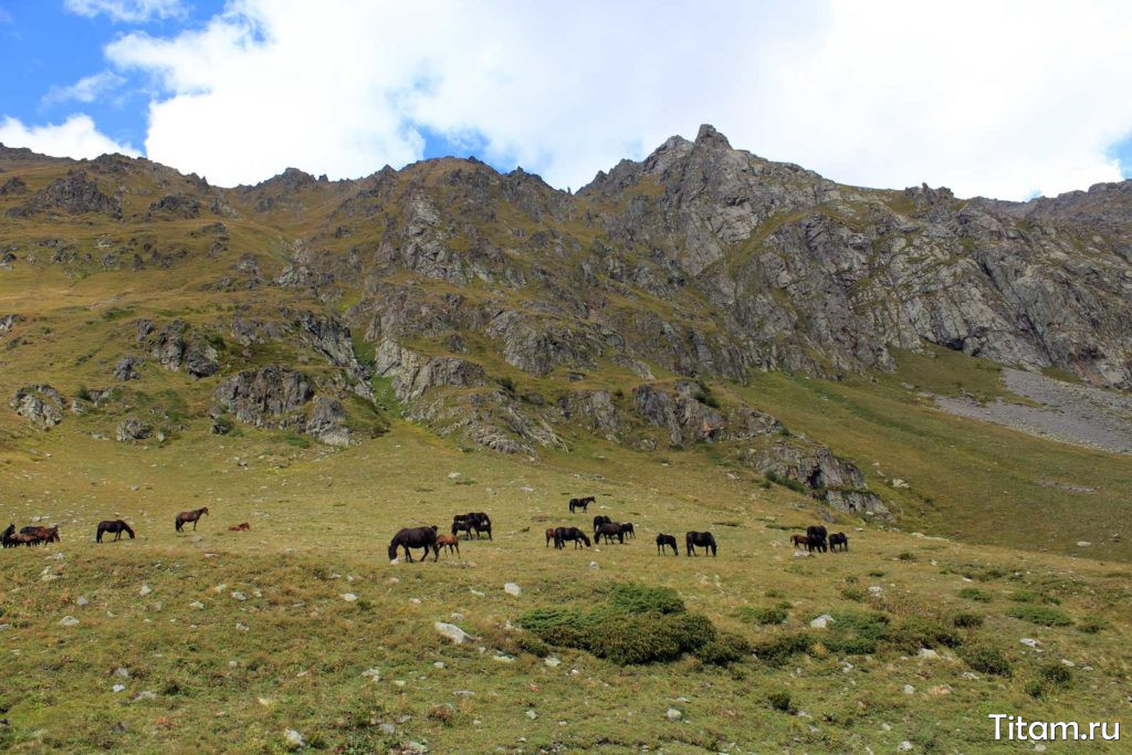 Скот в горах Архыза