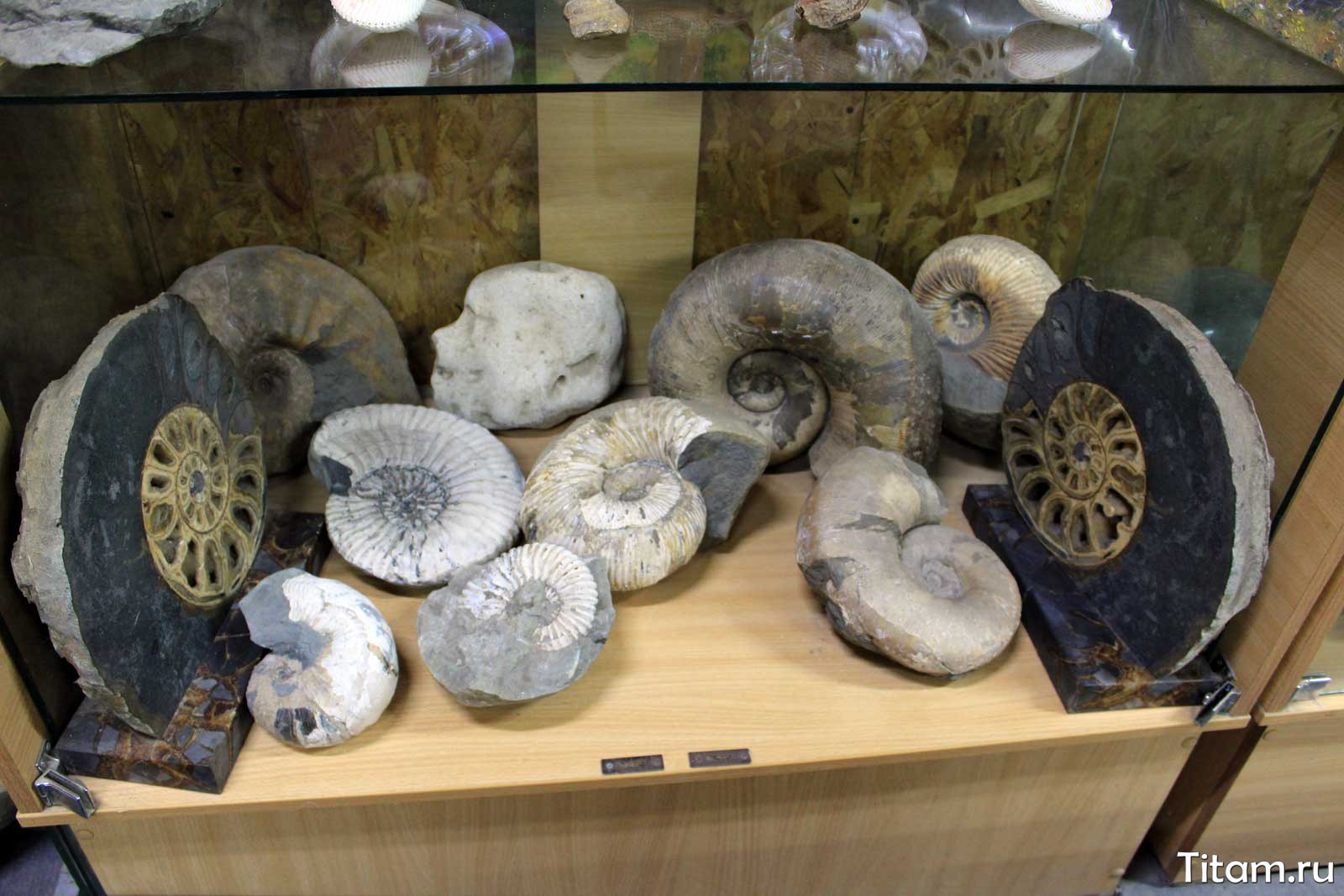 Аммониты в музее "Сад камней"