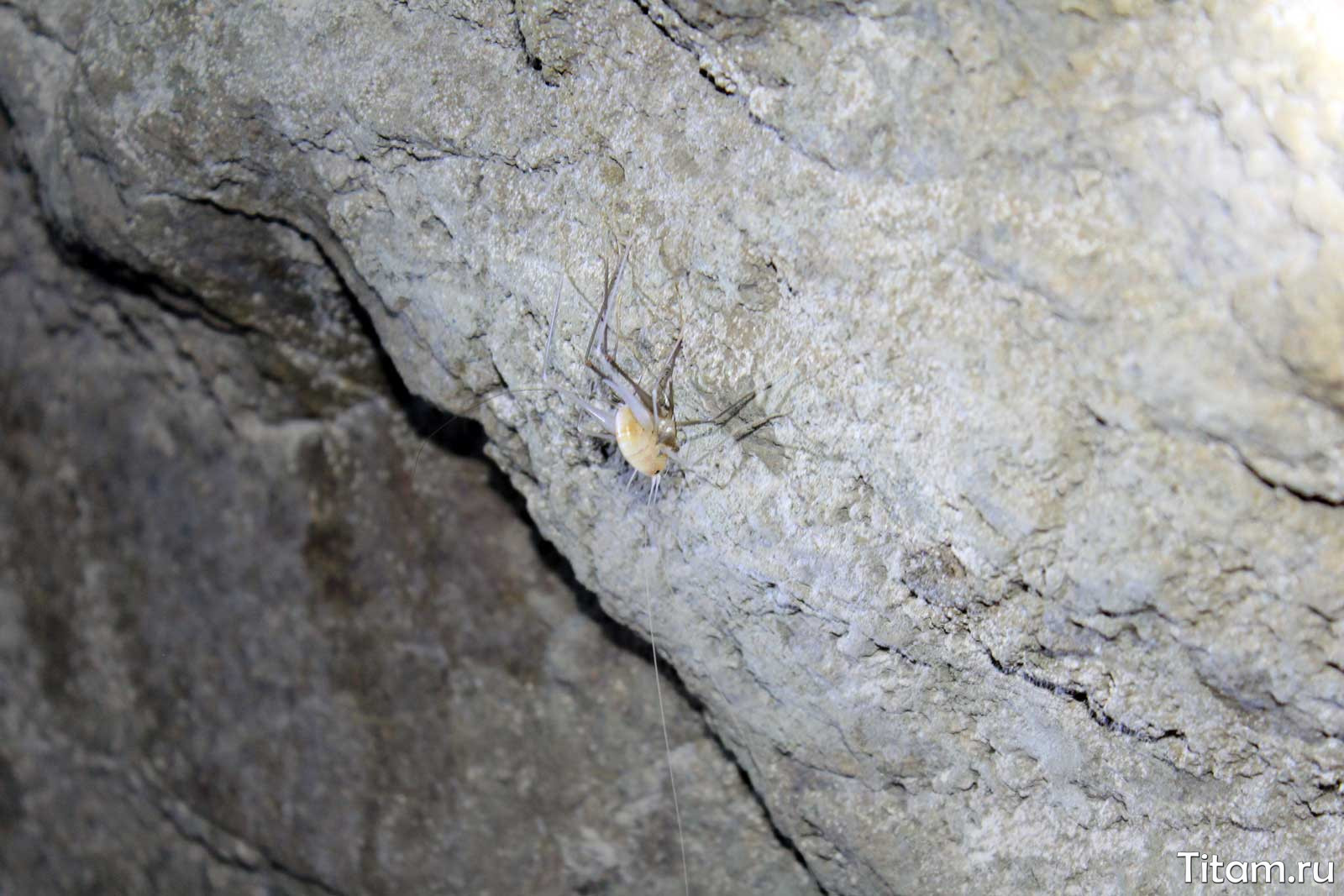 Пещерный паук