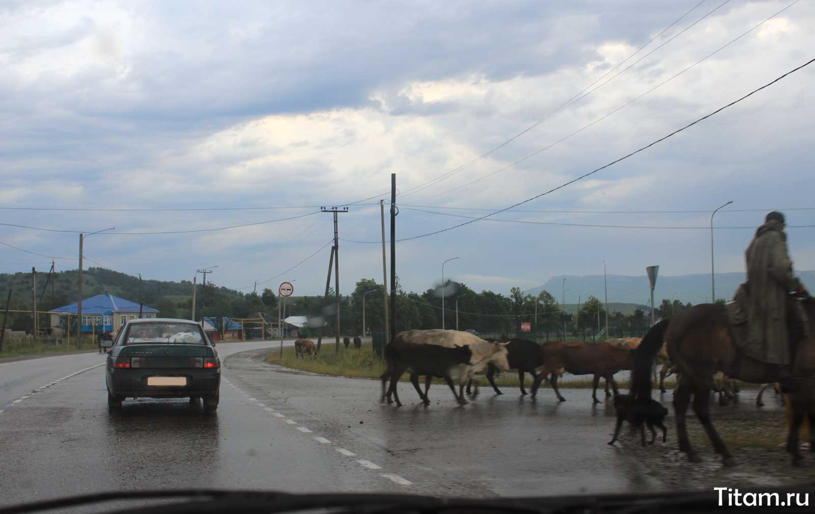 Коровы на дорогах КЧР